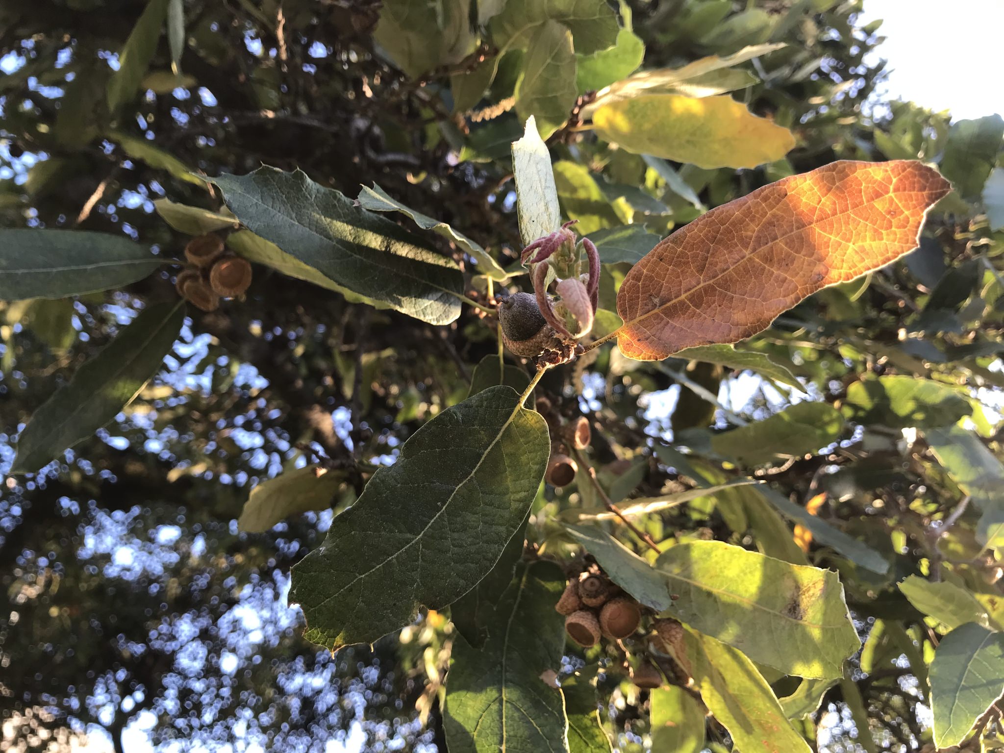 Quercus castanea
